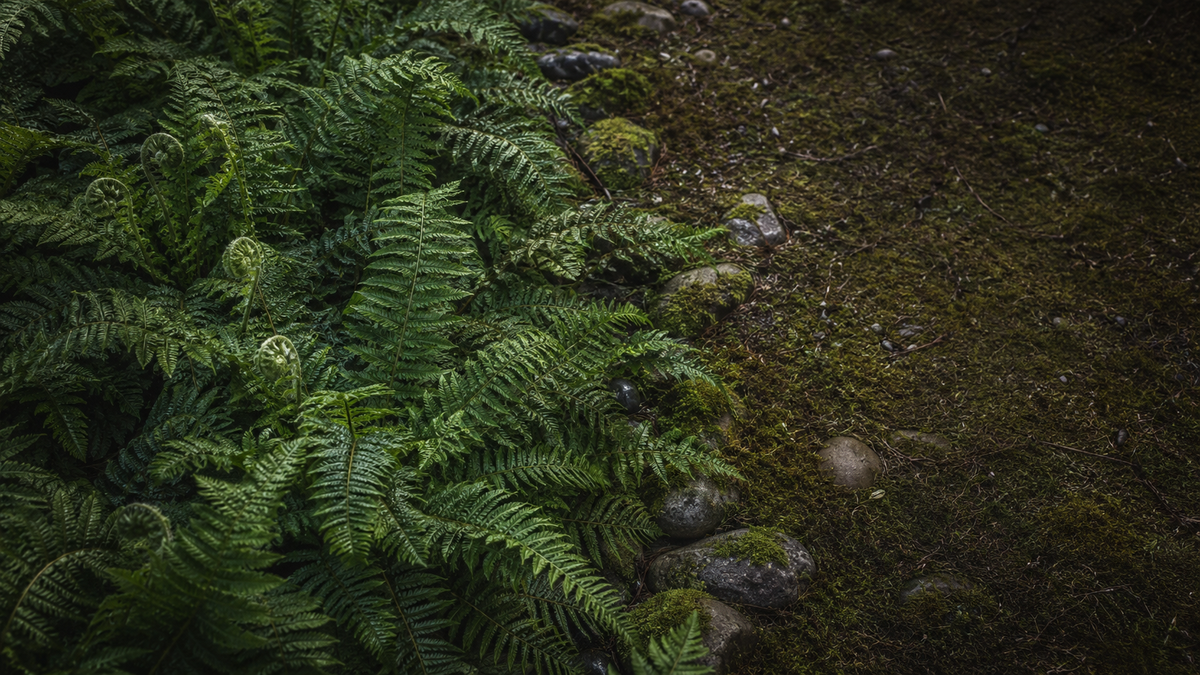 Waldboden aus dichtem Farn, rechts eine offene Moosflaeche